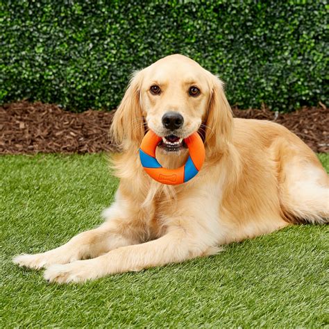 dog toy