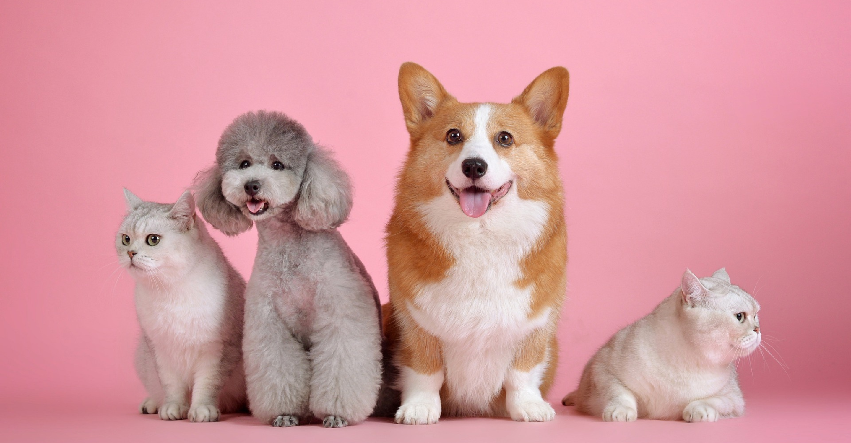 cats and dogs with pink background