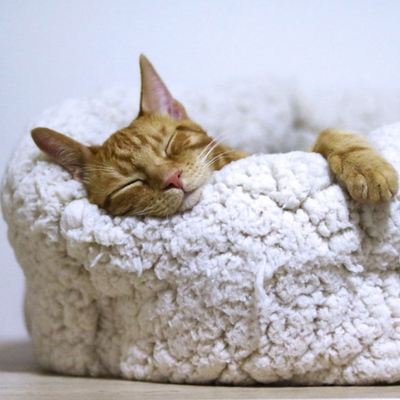sleeping cat