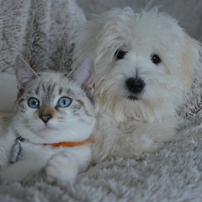 cat and dog