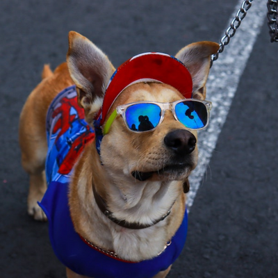 dog wearing sunglasses